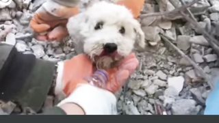 DOG RUBBLE RESCUE: Rescuers saved a small dog that was trapped in rubble of a destroyed building in Turkey on Wednesday.