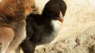 My first video birdsvlog