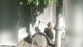 Best Funny Animal Videos 9