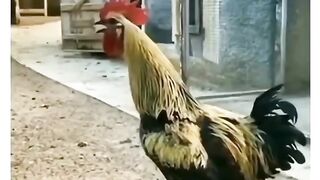 Funny Video ????
