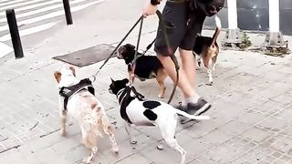 MUY BONITOS PERROS