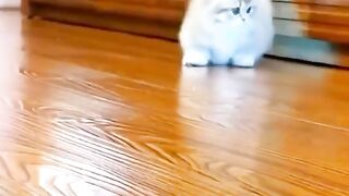 El Gato elegante