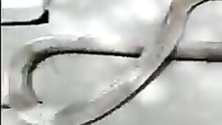 Look like Longest king cobra in the world -  ---shortvdo---