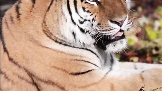 capcut#trending#shorts#youtube#reels#febspot#viral#templates#lion#tiger#birds