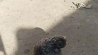 Chicks