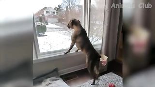Funny Animal Videos