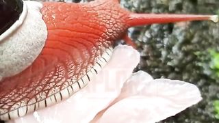 Intersting facts about animal's