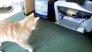 fall short and funny animal collection videos