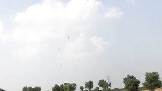 pigeon hunting