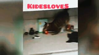 Funniest Dogs And Cats Videos