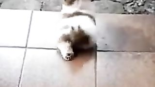 Cats ,dois,animais
