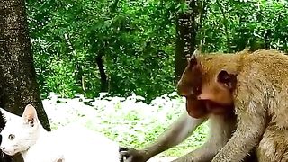 Very funny video