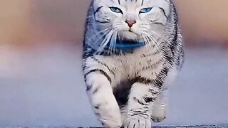So beauttifull cat|