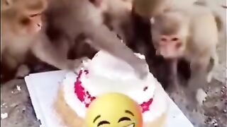 Monkyes Birthday party