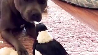 Muy Bonito Perro