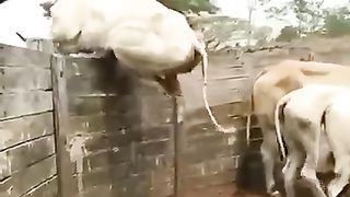 Waooo. Long jump by Cow