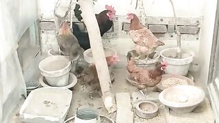 Hen family