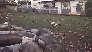 Zug Lake Side Duck