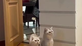 funny cats and dogs everything fun.