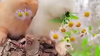 Rabbit cuteness ????