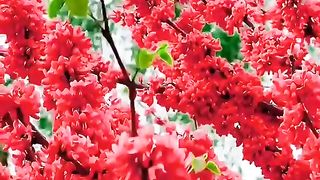 Flower Art