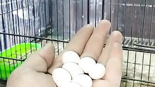 Birds hobby