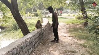Monkey funny movement