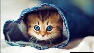 Best Funny Animal Videos 10