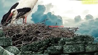 Pakistani Birds 19 Khubsurat Parinday Pakistan Ke Ko Se Hain
