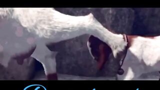 FUNNY VIDEO