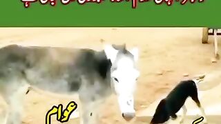 Pakistani Hukumat & Awam Funny video, Like, Follow, Enjoy