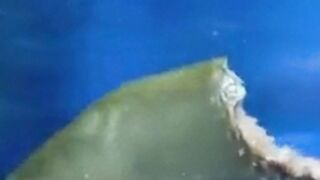 Zombie fish