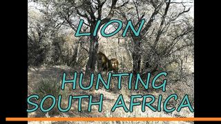 Lion Hunting