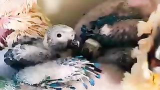Birds baby macaws cacatoo