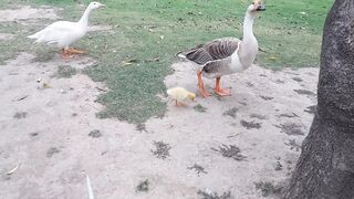 Lahore Ducks