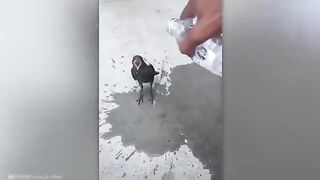Animals Asked People For Help & Kindness