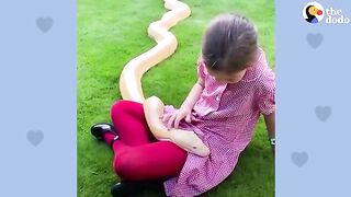 16-Foot Python Is So Gentle With Her Favorite Girl  - The Dodo Soulmates