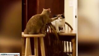 Best Funny Animal Videos 11
