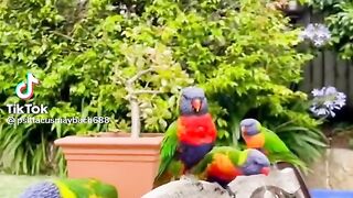 Parrots
