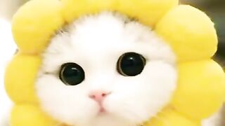Cats,Fofo