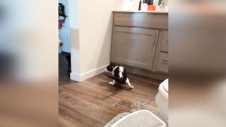Happy dog and cat
