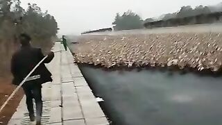 Ducks