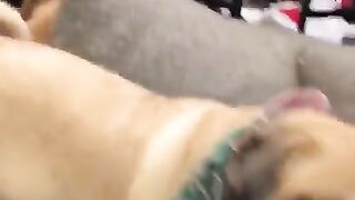 Cats Vs Dogs