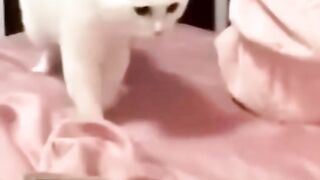 Musical cat