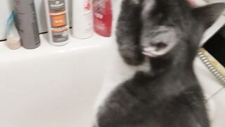 Cat and water! ????