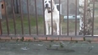 The_best_video_alabai_CAO_сильный_алабай_Orta_Asya_aslanı_!!!!