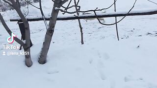 Шарик 2