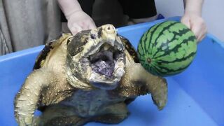 Лучшее залипательное видео!