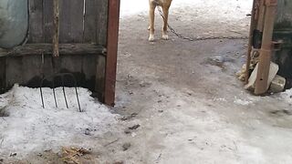 Рекс смотрит на вас