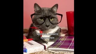 Котики в школе